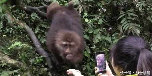 特别粘人的猴子，峨眉山最独特的风景之一，它最怕的东西是这个！