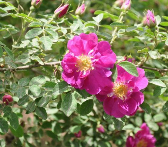 有真正的以苦水野生玫瑰为原料的护肤品吗