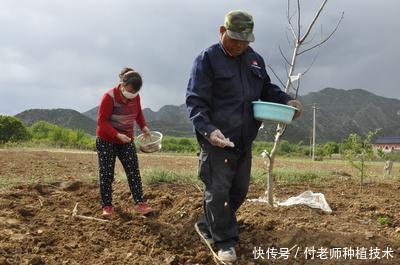 花生出苗率低？把这个方法用上，至少能增产20%