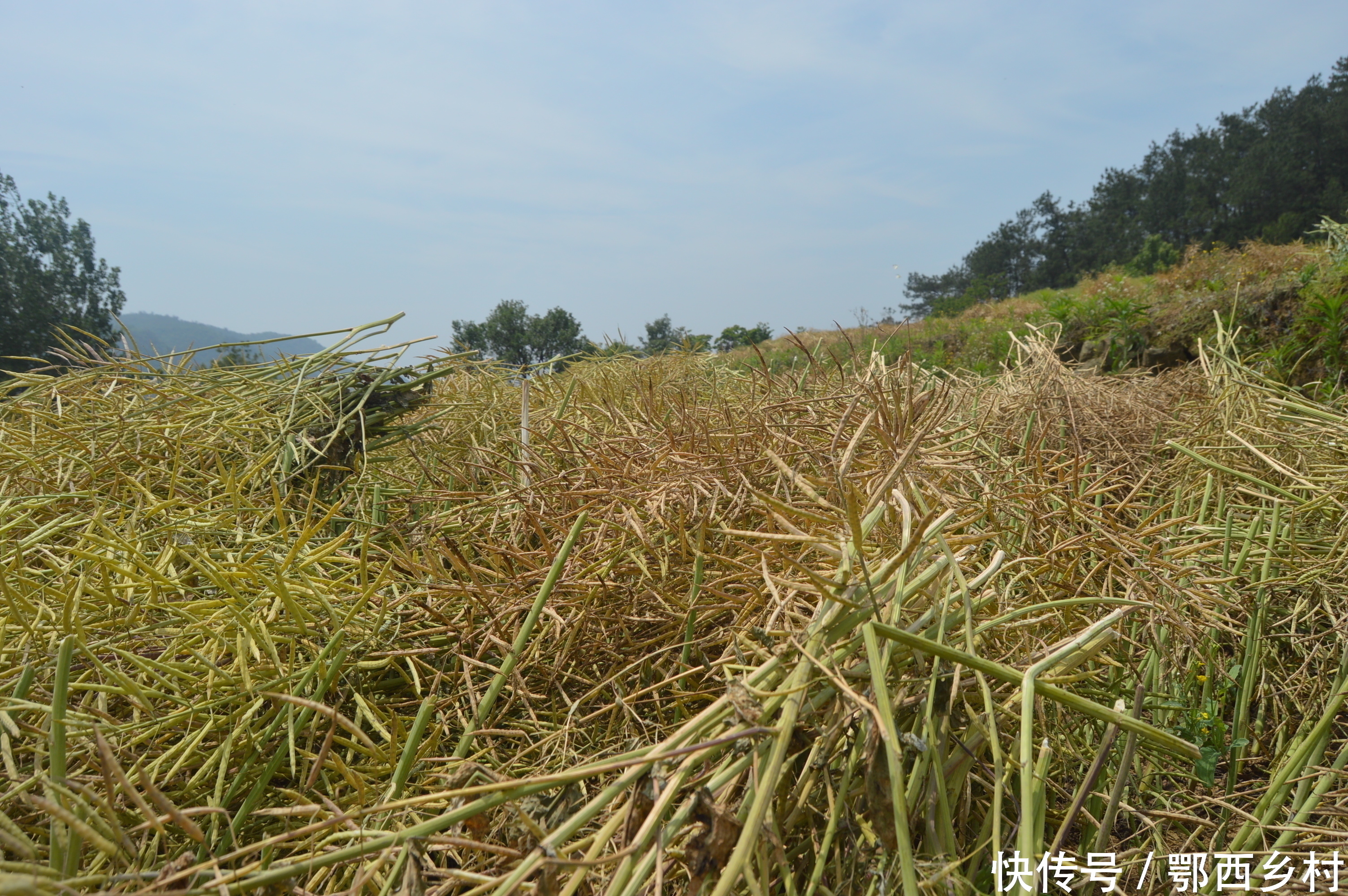 又到油菜收割时,农户抢割忙收获