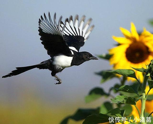 新年小尾巴,喜鹊家门前叫,财运滚滚而来,福气享不尽,三生肖