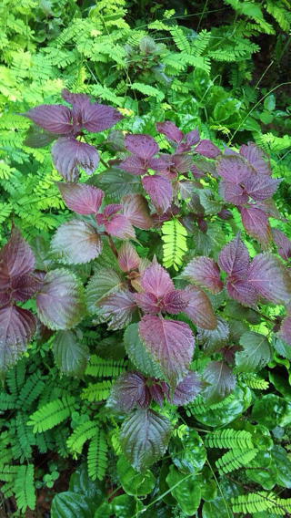 屠苏草长什么样_360问答