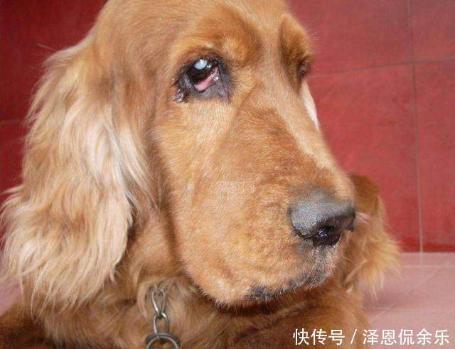 狗狗哭吧哭吧不是罪,伤心的话哭也可以的!到底