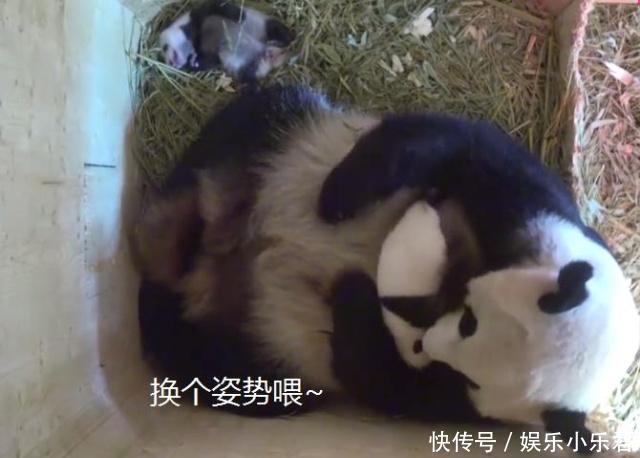 为了照顾双胞胎,熊猫妈妈坐着喂奶都睡着了,网