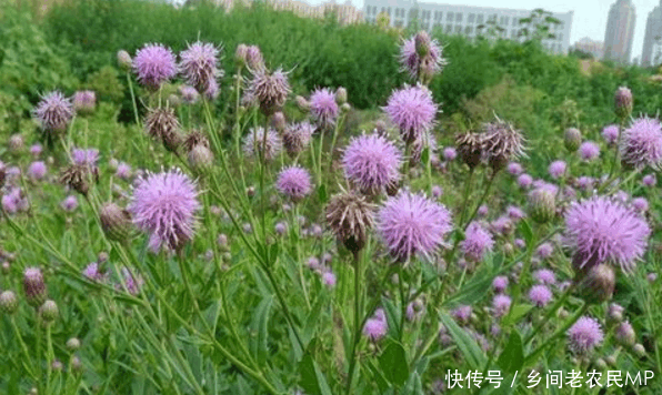 农村这种野菜名字很好听, 居然会刺人, 连狗见到都绕路走开!