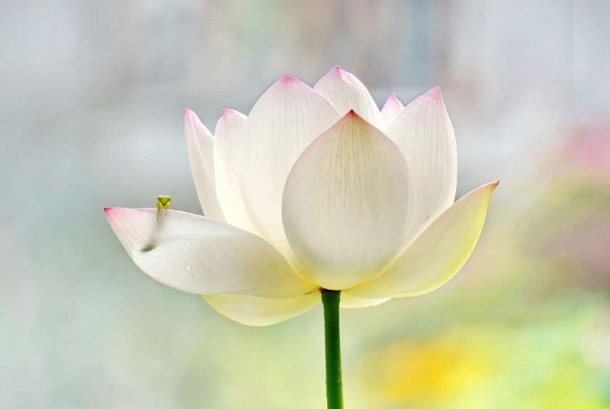 大富大贵赚大钱!3大生肖5月下旬有财到,赚钱多发光发彩!