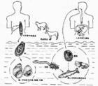 华支睾吸虫生活史为典型的复殖吸虫生活史包括成虫,虫卵,毛蚴,胞蚴