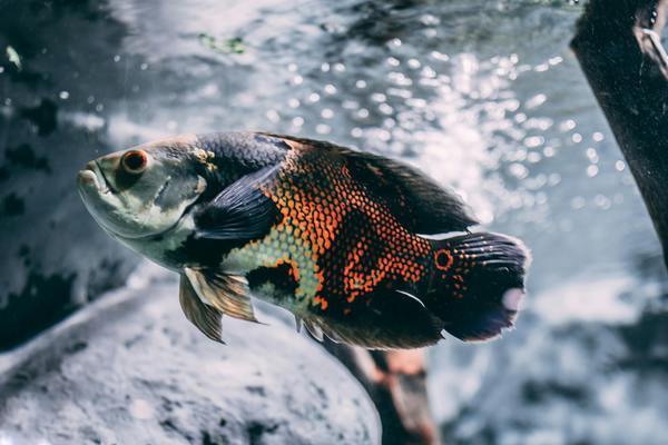 養(yǎng)七彩神仙魚缸高度多少最好