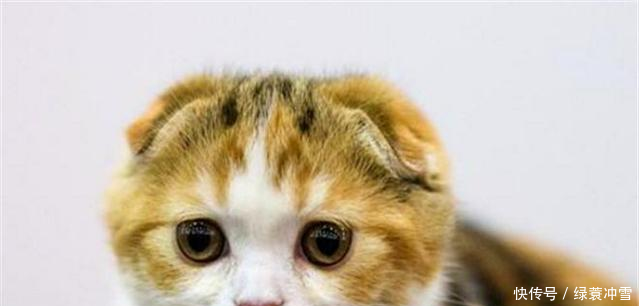 猫咪便秘的症状有哪些,该如何治疗!