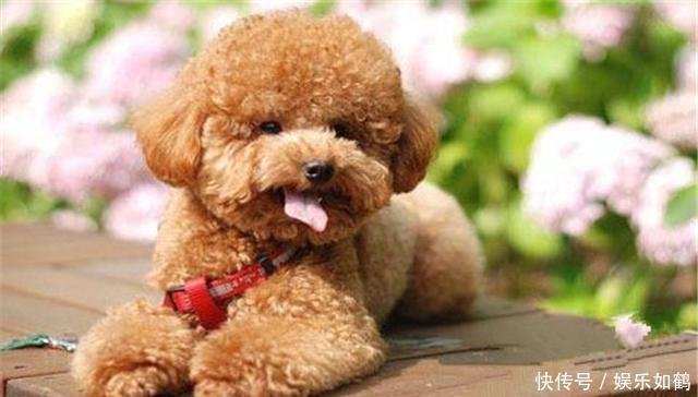 毛上榜,拉布拉多在内,第四种能站起来作揖_【