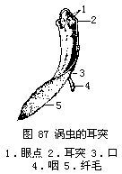 三角涡虫