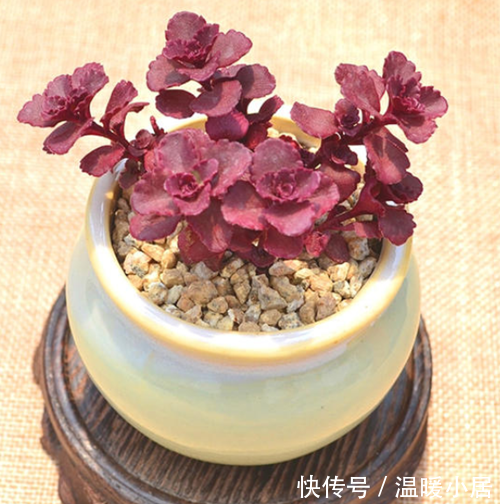 老花匠告诉你,春天来了,这些福气满满的肉肉,你