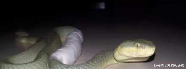 宠物蛇突然一动不动,主人带去医院检查后,蛇我