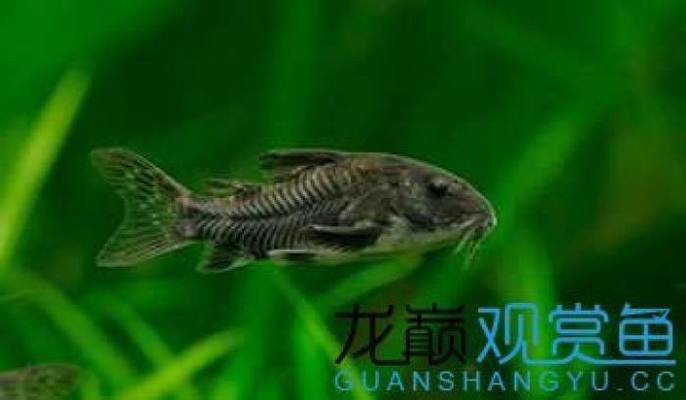 魚(yú)缸過(guò)濾槽要蓋蓋子嗎視頻教程（魚(yú)缸過(guò)濾槽要蓋蓋子嗎視頻教程圖片）