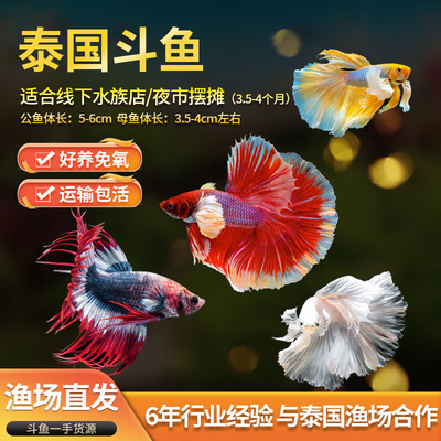 武城县四女寺镇大唐水族馆（武城县四女寺镇大唐水族馆电话）