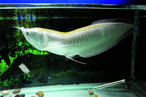 脊椎弯曲银龙鱼能治吗?、买回来才发现。好伤