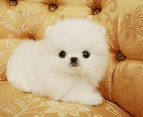 如何训练博美犬,博美犬怀孕不吃东西怎么办