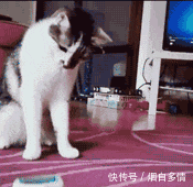 车船使用税怎么交