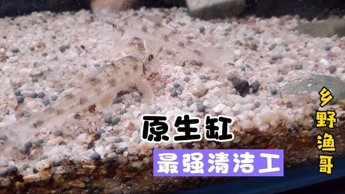 龍魚(yú)不活潑正常嗎圖片（龍魚(yú)不活潑正常嗎圖片大全）