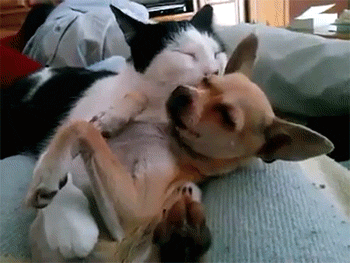 壁纸 动物 狗 狗狗 350_263 gif 动态图 动图