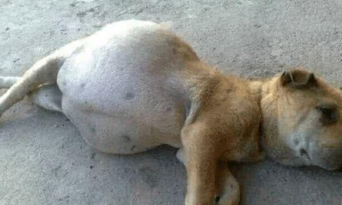 狗狗肚子突然异常变大,医院手术后取出的东西
