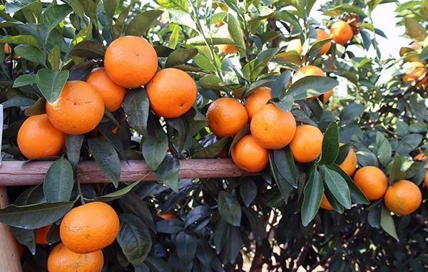 沃柑有橘子的清爽,橙子的清甜,还有柚子的清香