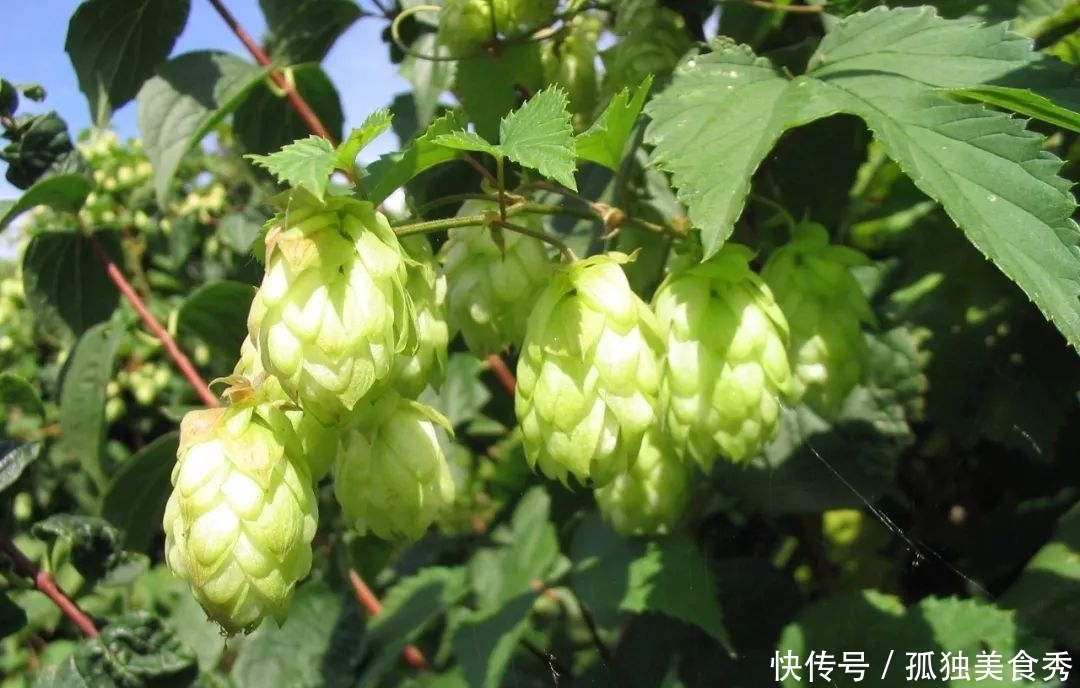 花朵长得像松果一般的啤酒花,种院里就能爬满整面墙,花量极多 欢乐博娱乐在线