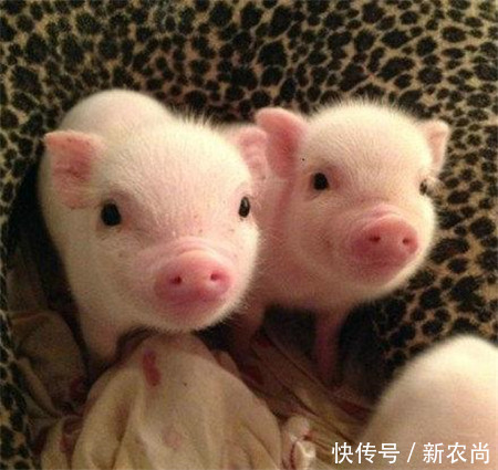 超级猪周期对通胀影响可能会弱于市场预期?