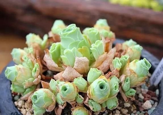 多肉怎么配土才疏松透气 t01ff6e6949ef81bd86.jpg