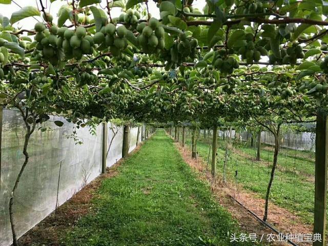 软枣猕猴桃最简单实用栽植管理技术