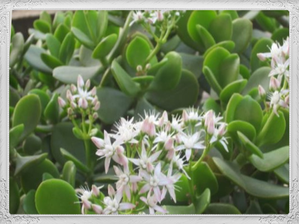 t01ffe682df278e761a.png?size=600x450