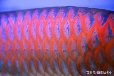 十堰彩鰈魚缸售后維護(hù) 彩鰈魚缸（彩蝶魚缸）