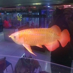 銀川觀賞魚(yú)去哪買比較好的海鮮（銀川買魚(yú)的地方）