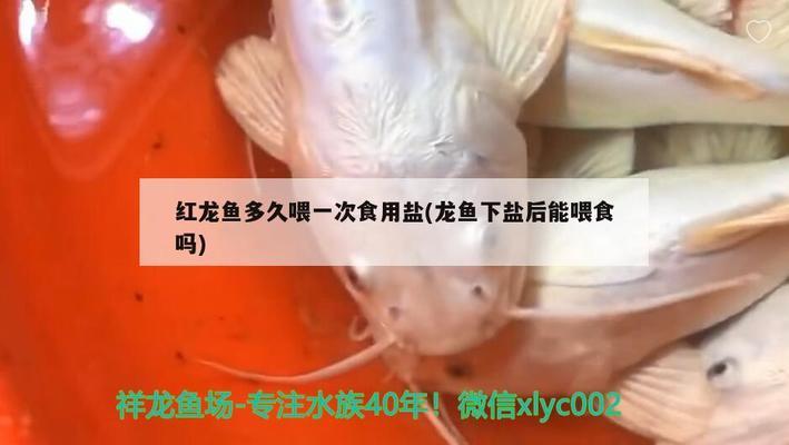 銀龍魚(yú)鱗片有紅點(diǎn)怎么回事（銀龍魚(yú)鱗片上有斑點(diǎn)）