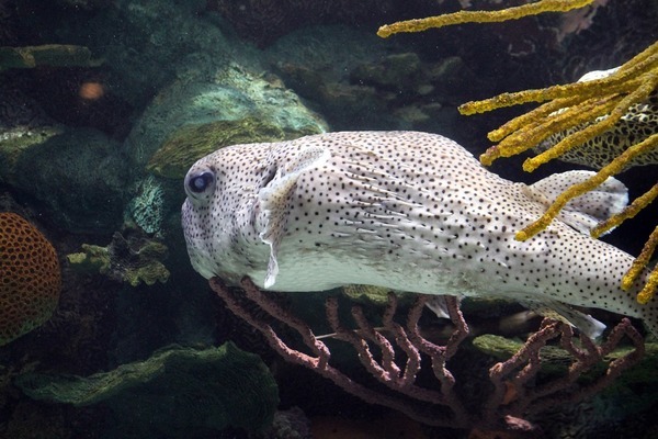 太原市迎澤區(qū)逸臣水族器材經(jīng)銷部（太原市迎澤區(qū)逸臣水族器材經(jīng)銷部電話） 全國水族館企業(yè)名錄