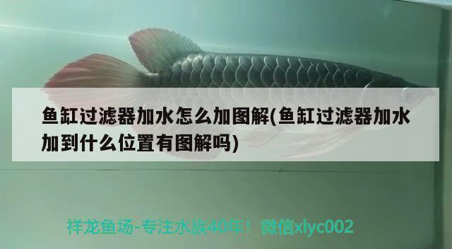 潮州觀賞魚基地有哪些品種圖片 水族問答 第2張