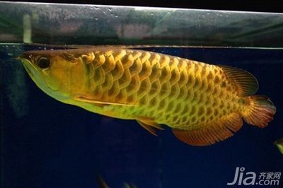 泌陽縣海藍水族館（泌陽縣海藍水族館電話） 全國水族館企業(yè)名錄