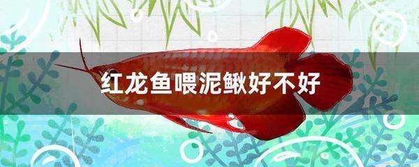 盤錦魚缸哪有回收的地方啊多少錢一個(gè)（盤錦賣觀賞魚的市場(chǎng)） 元寶鳳凰魚百科