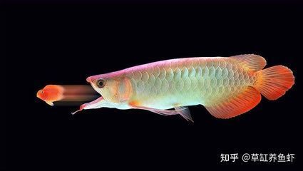 魚缸內(nèi)很多懸浮顆粒物怎么回事 水族問答 第2張