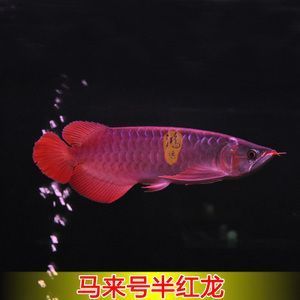 回收金龍魚(yú)可以做什么（回收金龍魚(yú)可以做什么生意）