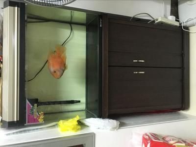 水族館大魚缸用什么玻璃比較好一點(diǎn)（水族館大魚缸用什么玻璃比較好一點(diǎn)呢）