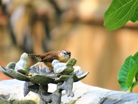 龍魚(yú)飼料配方表（龍魚(yú)飼料配方表大全） 龍魚(yú)疾病與治療