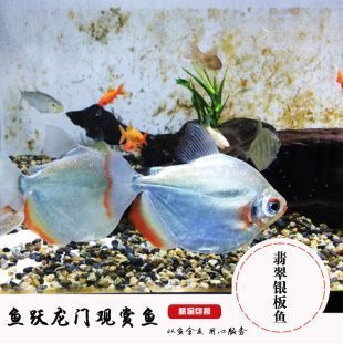 The Exotic World of <strong><mark>arowana</mark></strong> in Anadyr: A Comprehensive Guide to the Majestic Fish Species Found in the Chukotka Region