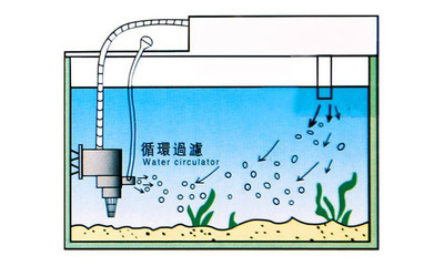 葫芦岛市博泰工贸有限公司洋洋水族馆（葫芦岛博泰工贸有限公司洋洋水族馆） 全国观赏鱼市场