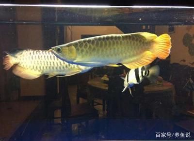 成都魚缸售后維護公司 其他品牌魚缸