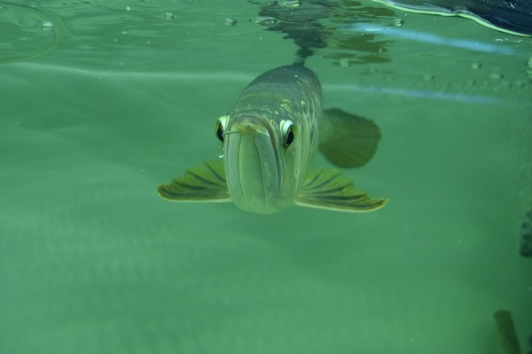 水族魚缸造景方法圖片大全（水族魚缸造景方法圖片大全集） 量子養(yǎng)魚技術(shù)