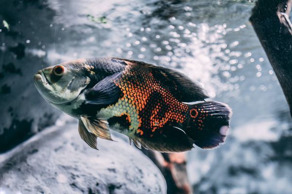 彩虹雷龍魚為什么便宜很多呢(彩虹雷龍為什么那么便宜)