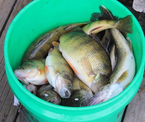 蘭壽魚(yú)缸制作教程視頻全集（蘭壽魚(yú)缸制作教程視頻全集下載）