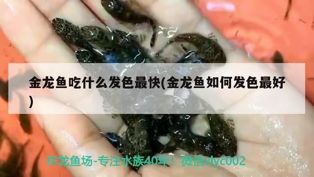 龍魚虎魚喂食活小草魚（龍魚虎魚喂什么） 虎魚百科