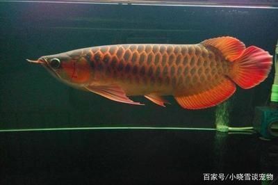 紅龍魚發(fā)色過程圖解大全圖片高清（紅龍魚發(fā)色過程圖解大全圖片高清圖） 紅龍魚百科